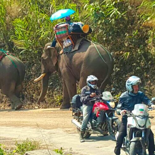 Elephants in laos